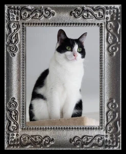 Grünäugige schwarz-weiße Katze Miniatur Puppenhaus Kunst Bild 8194 - Bild 1 von 1