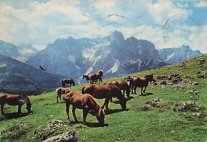 26-13A) CARTOLINA SEXTNER CAVALLI AL PASCOLO VIAGGIATA BOLZANO - Imagen 1 de 2
