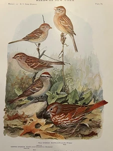Birds of NY Field Chipping Fox Sparrow Color Plate Print Louis Agassiz Fuertes - Picture 1 of 2
