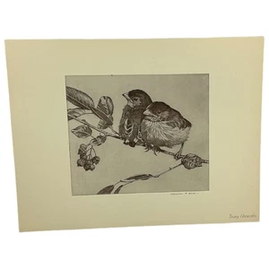 Charlie Hill Young Chewinks Pair of Birds on Limb Etching Reproduction Nature - Picture 1 of 3