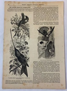 1877 article ~ SLENDER SHEAR-TAIL HUMMING-BIRD ~ with 2 magazine engravings - Picture 1 of 1