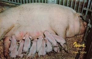 Iowa The Pork State Sow Pig Nursing Young IA Vintage Postcard - Picture 1 of 2