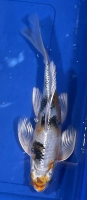 Butterfly, Showa Koi, 11.5 inches, Black Swamp Koi Farms - Image 1 of 4