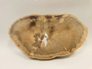 Versteinertes Holz Schilderia runde polierte Platte 6 Zoll Arizona #O2124 - Bild 1 von 6