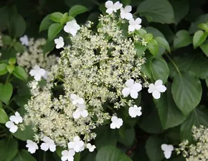CLIMBING HYDRANGEA PLANT WHITE FLOWERS 9CM POT SUITABLE FOR SHADE FAST GROWING - Picture 1 of 3