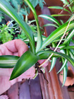 Dark Green Airplane Spider Plant Rooted Start Live Plant