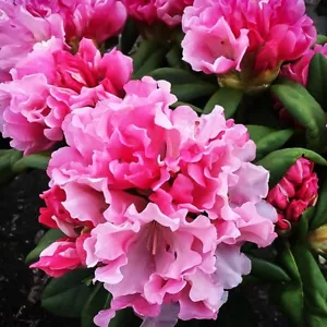 YAKU PRINCE~~ Rhododendron~Well Rooted STARTER Plant~MAY BE DORMANT! - Picture 1 of 6