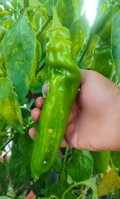 20 SEMI DI PEPERONE FRIGGITELLO FRIARELLO NAPOLETANO BIOLOGICO- AGOSTO 2025 - Immagine 1 di 4