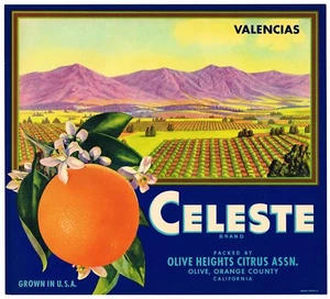 ORANGE COUNTY KISTENETIKETT VINTAGE CELESTE OLIV SELTEN 40ER JAHRE ORIGINAL WERBUNG - Bild 1 von 1