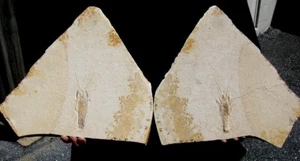 GREAT MATCHING SPLIT PAIR SOLNHOFEN ERYMA LOBSTER FOSSIL - FABULOUS DISPLAY! - Picture 1 of 2
