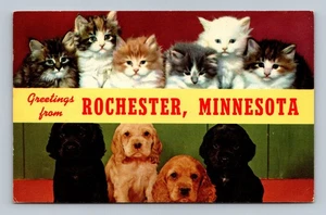 Vintage Greetings from Rochester Minnesota Cat & Puppy Postcard 1969 - Picture 1 of 2