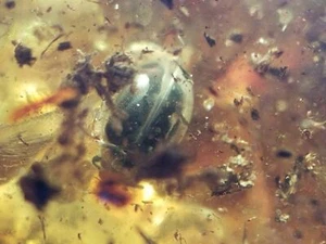 Polierter Bernstein Ostsee Steine 1 Insekteneinschluss 56g Mückenkäfer - Bild 1 von 10