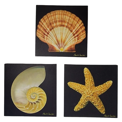 Cuadro de arte de pared en lienzo negro Nautilus Shell estrella de mar concha océano náutico Foto 1 de 4