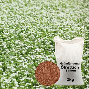 Ölrettich 2kg Samen Gründüngung Bienenweide gegen Nematoden - Bild 1 von 6