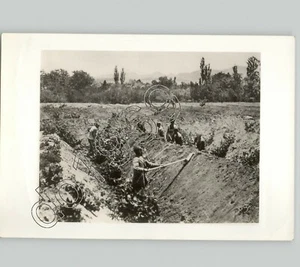 Foto de prensa de colección inusual de viñedos en Hamadán, Irán años 30 - Imagen 1 de 2