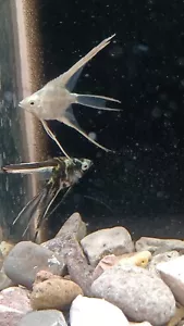 angelfish live 2 PK Super veils 1 marble and 1 albino marble nickel plus size - Picture 1 of 2