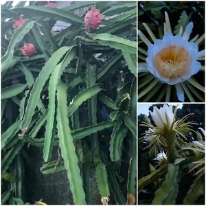 Red Dragon Fruit Plant Cutting, 12- 20cm, Moon night flower with edible fruit 😁 - Picture 1 of 24