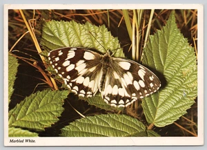 Postal Mármol Mariposa Blanca Melanargia galathea Lepidoptera - Imagen 1 de 2