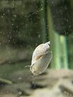 10 Live Aquarium Snails - Bladder Wandering Fresh Water Snails, Mixed Sizes