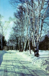Postcard Chrome Ames Hill Birches Trees Snowy Road Brattleboro Vermont PC189 - Picture 1 of 2