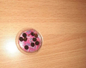 Cuentas de oración Rudraksha sueltas Shiva tocadas con al menos seis Jyotirling Sanatan - Imagen 1 de 1