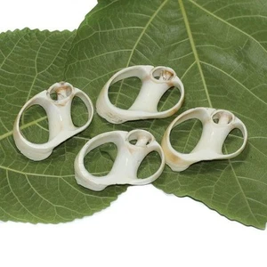 4 Pcs 1.5-2 Inches Sliced Seashells Cut Strombus Shells - Picture 1 of 8