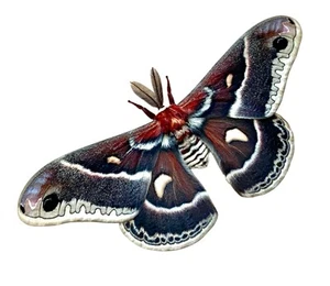 Insekt Schmetterlingsfalter Saturniidae Hybride Hyalophora gloveri x cecropia - Selten! - Bild 1 von 2