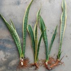 Sansevieria Trifasciata 