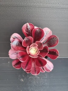 Aeonium ' Medusa ' - Picture 1 of 3