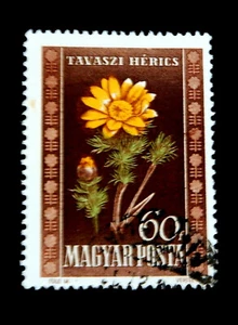 Hungarian Stamps / 1950 / Flowers / used - Picture 1 of 1