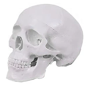  Human Skull Model, 3 Parts Anatomical Skull Model with Removable Skull 5015 - Picture 1 of 7
