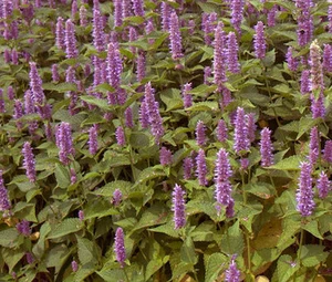 HYSSOP LAVENDER Agastache Foeniculum - 10,000 Bulk Seeds - Picture 1 of 1