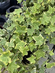 5 X HEDERA Mixed TRAILING IVY CLIMBING EVERGREEN PLANT IN 9cm POT - Picture 1 of 8