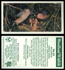 Bullfinch #13 Woodland Wildlife 1980 Brooke Bond Tea Card