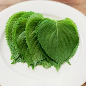 (100+ pcs)KOREAN SHISO HERD SEEDS (PERILLA), RAU MÈ HÀN QUỐC, 들깨 깻잎, 朝鮮紫蘇 シソ - Picture 1 of 5