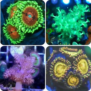 4 hardy soft Coral frags Pink and green leather corals 2 types of Zoas - Picture 1 of 1