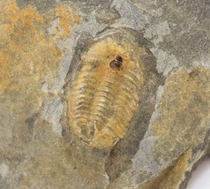 Trilobit, Ductina ductifrons, Devon, Famenne, Wuppertal, Deutschland -L839 - Picture 1 of 4