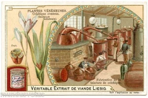Chromo. Liebig. Les Plantes Vénéneuses. Poisonous Plants. S.792. 1904 - Picture 1 of 2