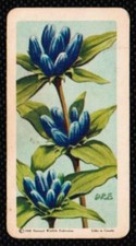 1961 Red Rose Tea Card Wild Flowers of North America #39