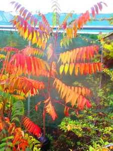 5.5ft-6ft inc. pot Staghorn Sumach Tree - Rhus typhina 10litre - Picture 1 of 10