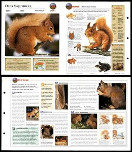 Red Squirrel #156 Mammals - Wildlife Explorer Fold-Out Card - Picture 1 of 1
