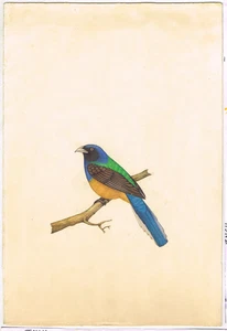 Hermosa pintura de pájaro azul arte en miniatura fino - arte de pájaro para pared 8x11 pulgadas - Imagen 1 de 9