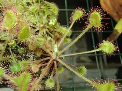 Semillas "típicas" de Drosera rotundifolia, planta de rocío solar carnívora templada Foto 1 de 4