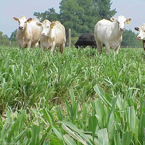 Hybrid Pearl Millet Seeds (Tifleaf 3) - 5 Lbs. - Picture 1 of 2