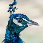 Image numérique photo papier peint arrière-plan bleu paon oiseau nature