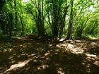 Photo 6x4 Junction of restricted byway and bridleway in Cheriton Wood Bra c2014