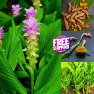 8 Live Fresh Turmeric Root (Curcuma Longa) Rhizomes for Planting - Picture 1 of 4
