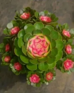 Aeonium Variegated Candy heart 🏵️ Cutting about 6cm diameter Succulent - Picture 1 of 3