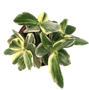 Variegated money plant Crassula Oblique Tricolour multi-stem in 8cm pot. - Picture 1 of 8