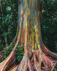 Rainbow Eucalyptus - 25+ semillas - Semillas - Granos - Semillas W 099 - Imagen 1 de 1